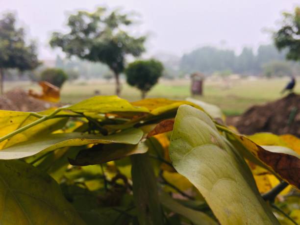istock LIFE OF LEAF 1196023327