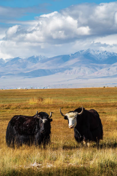 istock Two wild yaks graze in the autumn steppe 1196024125