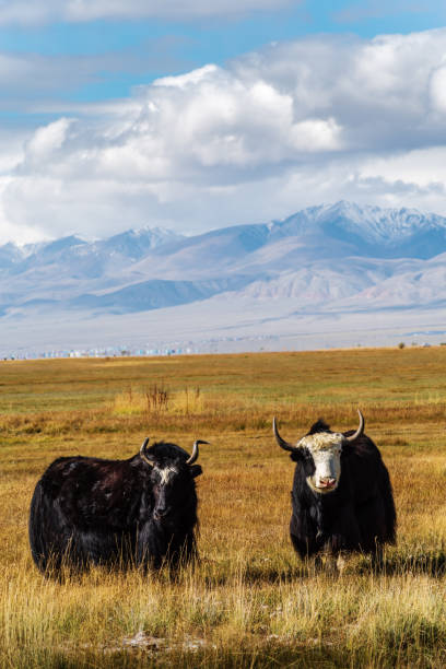 istock Two yaks graze in the autumn steppe 1196024225