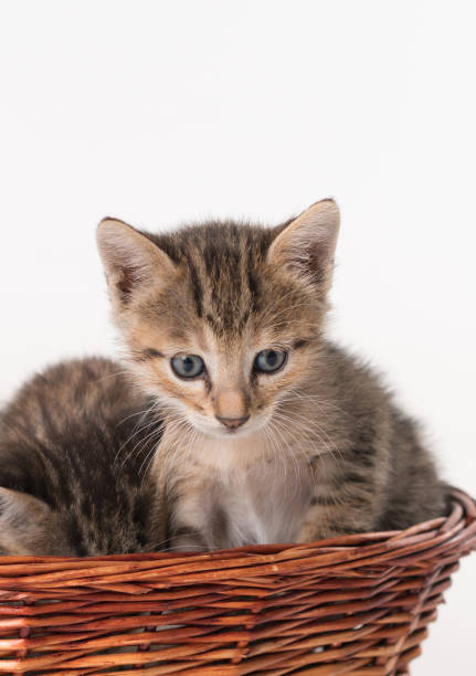 istock Kittens in a basket over white background 1196024278