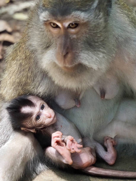 istock Baby Macaque Monkey Looking up at its Mother 1196024431