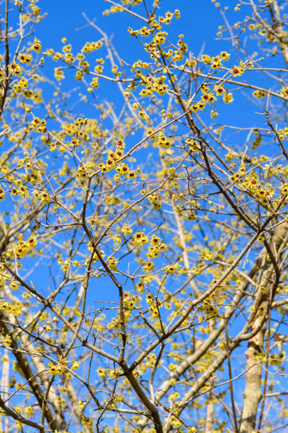 Chimonanthus praecox in early spring
