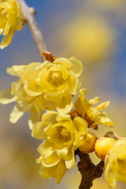 istock Chimonanthus praecox in early spring 1196025109
