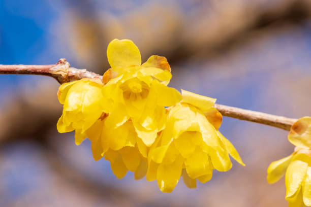 istock Chimonanthus praecox in early spring 1196025187