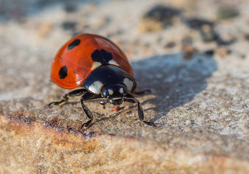 A close up macro of a ladybird standing on concrete. This picture shows the bright red colour of the ladybirds shell as well as the intricate patterns than adorn these little beetles.