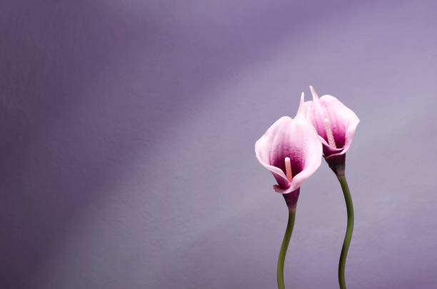 Big beautiful white Calla lily with yellow pollen, leaves in violet color. Ornamental plant.