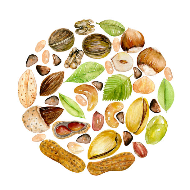 istock Circle illustration of watercolor nuts, hand drawn isolated on a white background 1196026117