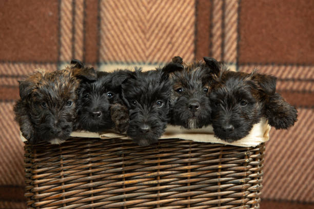 istock Studio shot of scottish terrier puppies on braun studio background 1196027137