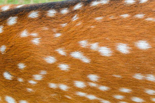istock texture of real axis deer fur 1196027172