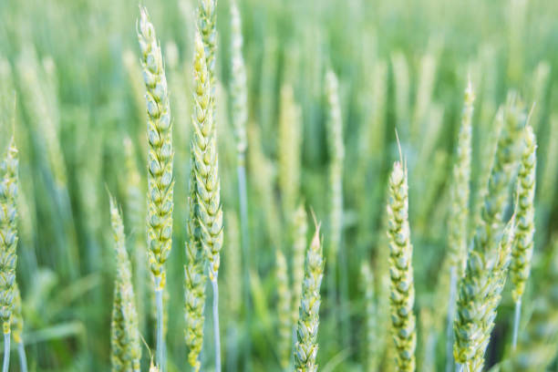 Beautiful summer natural background with green unripe ears of wheat in a field close-up