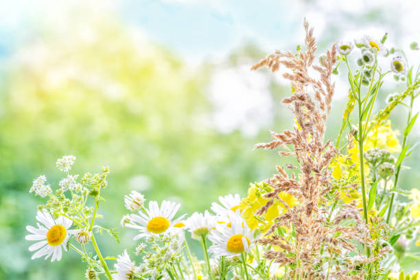 Bouquet of different multicolored wildflowers close-up outdoors