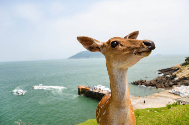 istock Cervus nippon taiouanus or Formosan sika deer 1196027275