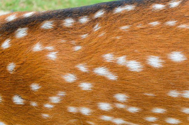 istock texture of real axis deer fur 1196027342