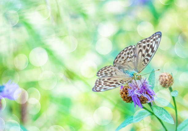 istock Butterfly on a flower 1196030303