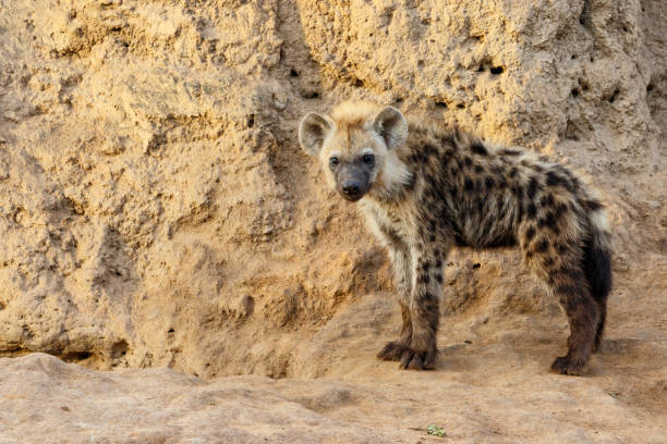 istock Hyena pup playing at the den in Sabi Sands 1196030753