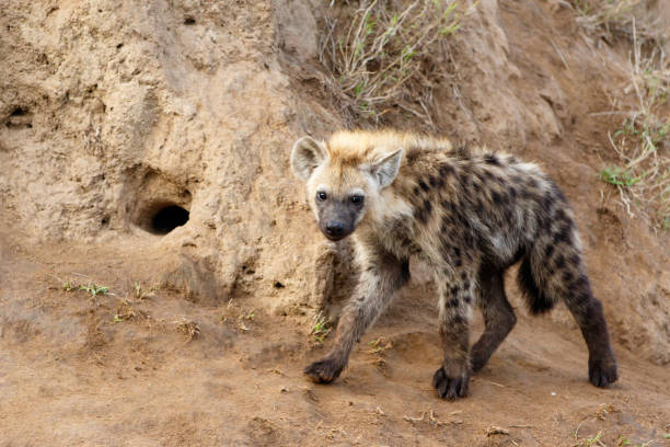 istock Hyena pup playing at the den in Sabi Sands 1196030780