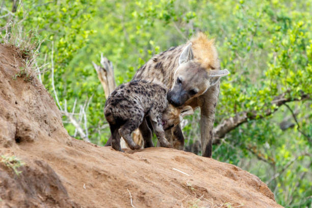 istock Hyena at the den in Sabi Sands Game Reserve 1196031331