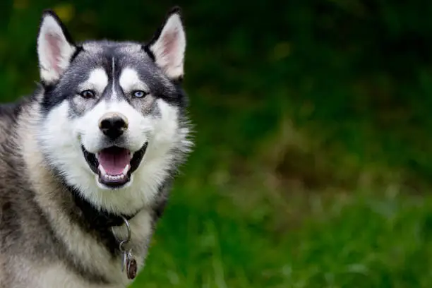 A Siberian husky looks to his master at dogschool, Germany.