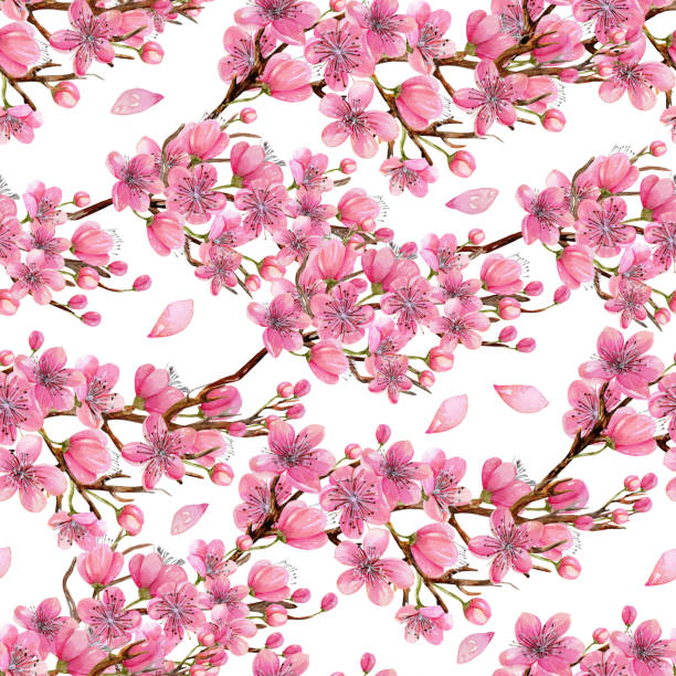 aquarell frühling blühenden kirschbaum zweige nahtlose muster, von hand auf weißem hintergrund gemalt - blossom florescence flower wallpaper pattern stock-grafiken, -clipart, -cartoons und -symbole