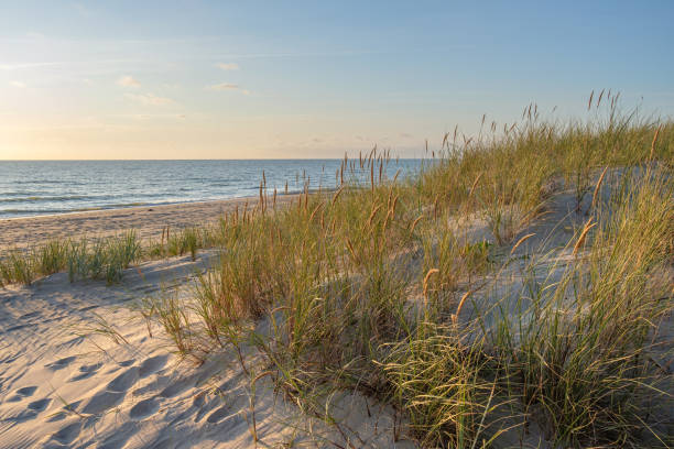 istock wild beach Sand dunes and dune grass at sunset, Latvia, Ziemupe 1196035912