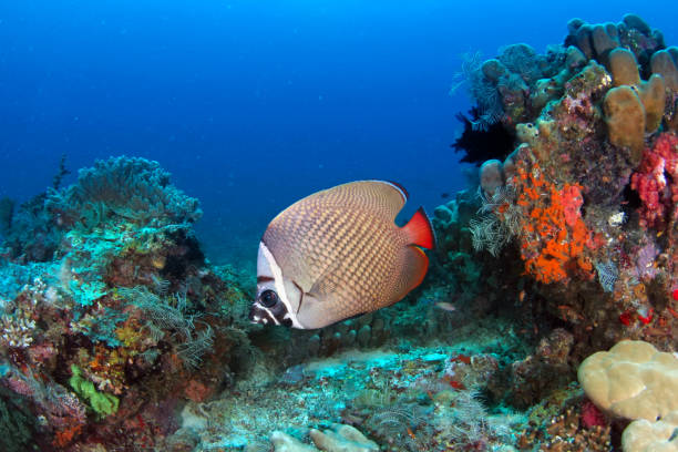 récif corallien avec le poisson tropical - poissons papillon de queue rouge - poisson papillon à collier blanc photos photos et images de collection