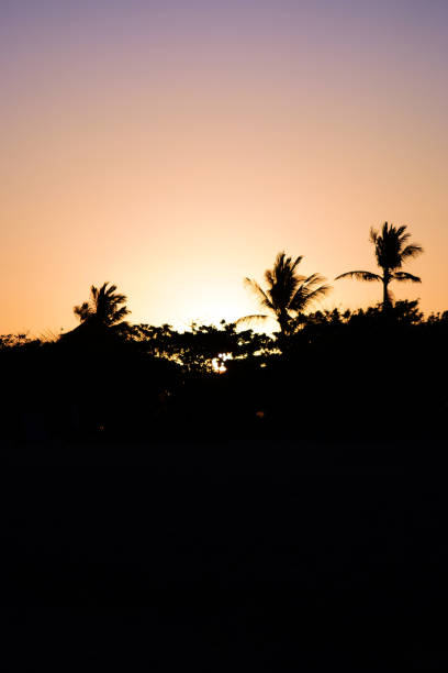 Tropical sunset with palm trees against orange sky.