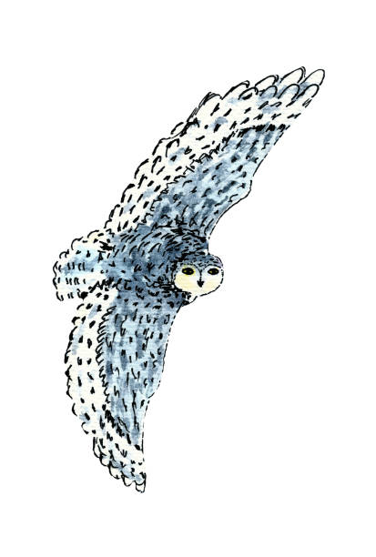 istock Polar arctic white owl. Hand drawing watercolor sketch. Black outline on white background. Colorful illustration 1196037642