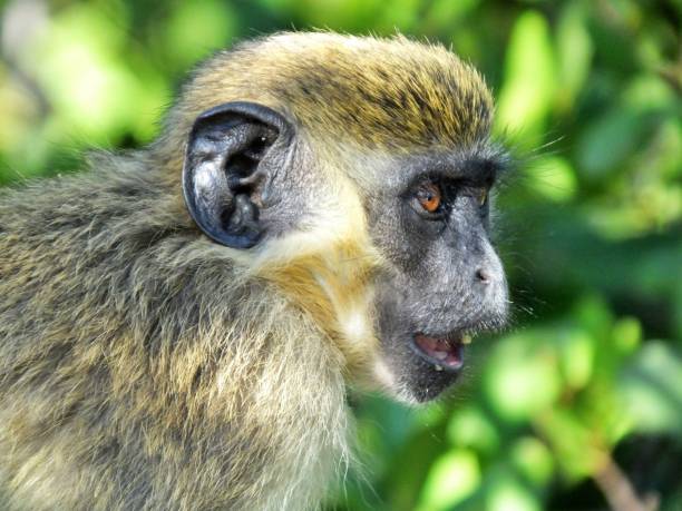 The original group of monkey's dates back to the 1940's. They  were used by researchers for a polio vaccine. The 40 or 50 monkey's escaped when an employee left a cage open. They have thrived and survived in the mangroves.