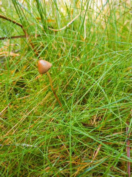 halluzinogene pilze im gras auf dem feld. - libs stock-fotos und bilder