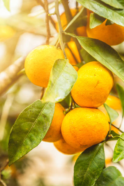 istock Fresh ripe tangerines hanging on a tree 1196039241