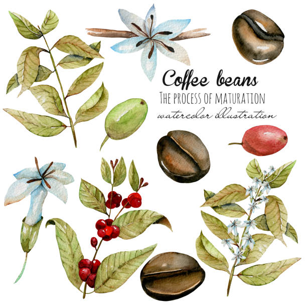 illustrations, cliparts, dessins animés et icônes de ensemble des branches de café d’aquarelle, des fleurs et des haricots à différents stades de maturation, peints à la main isolés sur un fond blanc - coffee granules