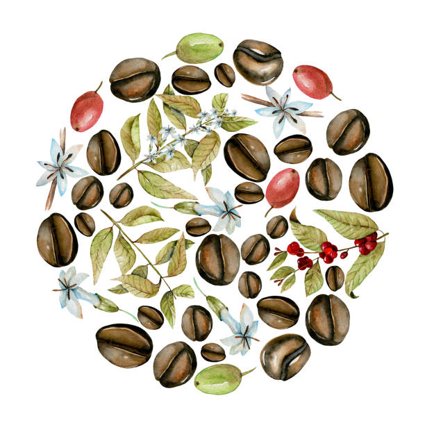 illustrazioni stock, clip art, cartoni animati e icone di tendenza di illustrazione rotonda da rami di caffè acquerello, fiori e fagioli in diverse fasi di maturazione, dipinti a mano isolati su sfondo bianco - green bean isolated food white background