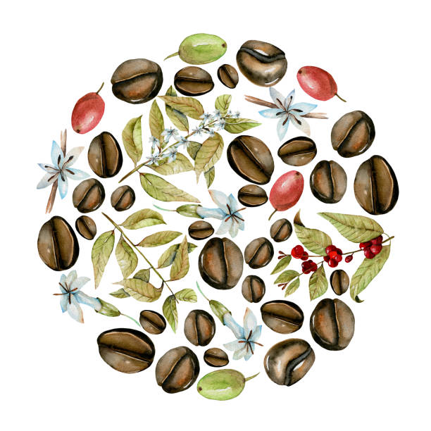 bildbanksillustrationer, clip art samt tecknat material och ikoner med rund illustration från akvarell kaffegrenar, blommor och bönor i olika stadier av mognad, handmålad isolerad på en vit bakgrund - coffe branch with beans