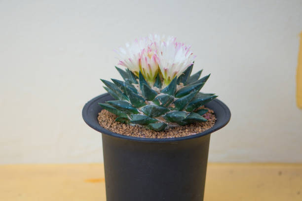 cactus et fleur d'ariocarpus trigonus dans le pot - mammillaria cactus photos et images de collection