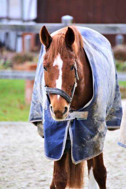 istock portrait of a horse 1196044157