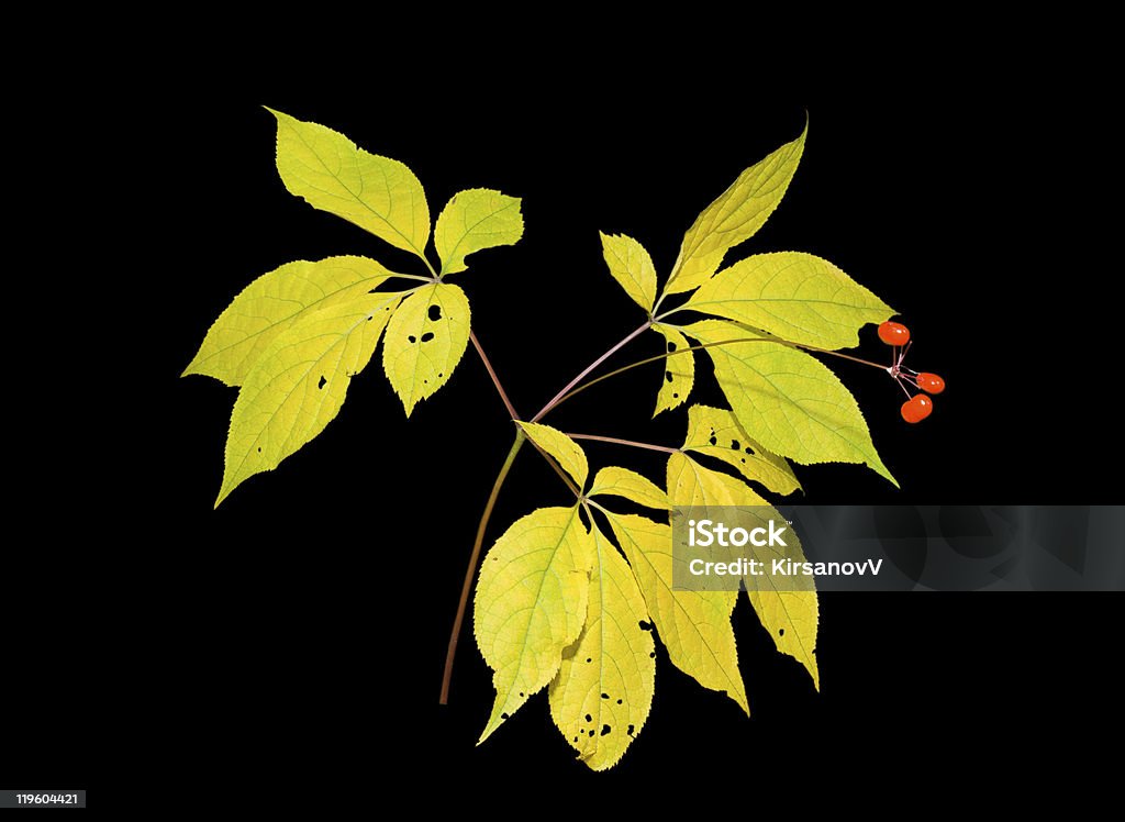 Ginseng - Foto de stock de Amarelo royalty-free