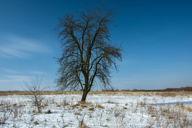 istock A large leafless tree in winter, horizon and sky 1196045309