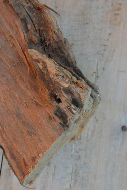 istock piece of wood 1196046262