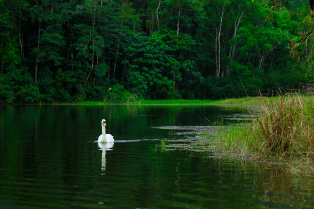 jeden biały pływak gęsi na wodzie - swan white grass park zdjęcia i obrazy z banku zdjęć