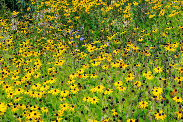 istock Wilde vegetations in garden 1196049815