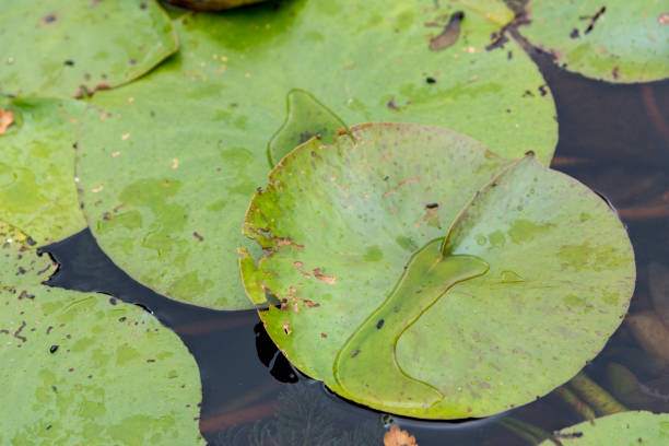 istock Green Lily pads floating on a pond 1196049848