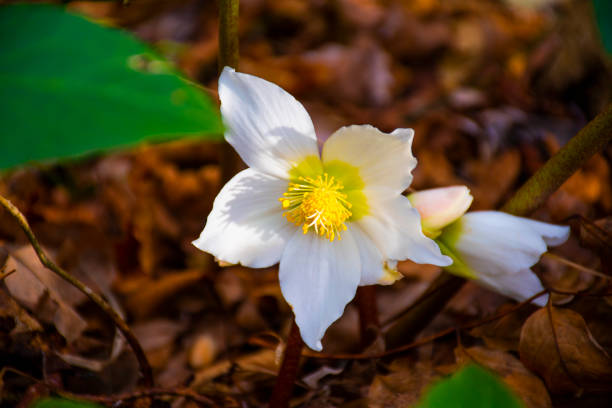 istock Elleborus Niger or Christmas Rose 1196050134