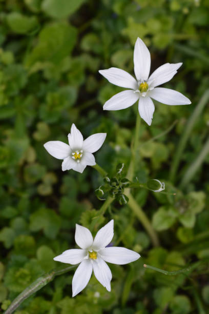 istock Garden star-of-Bethlehem 1196052144
