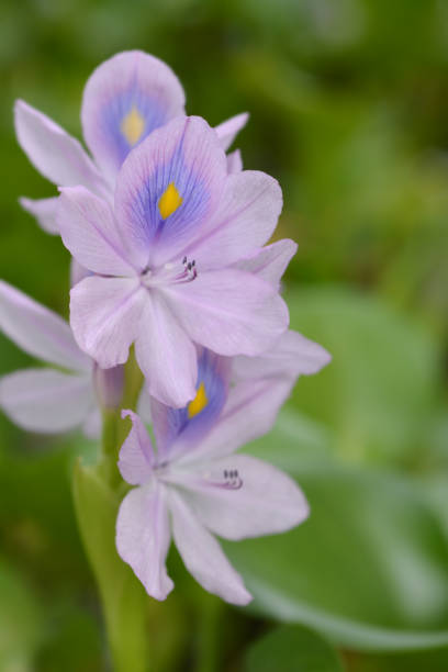 common water hyacinth - water hyacinth water plant pond nobody imagens e fotografias de stock