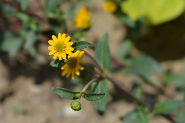 istock Mexican creeping zinnia 1196052267