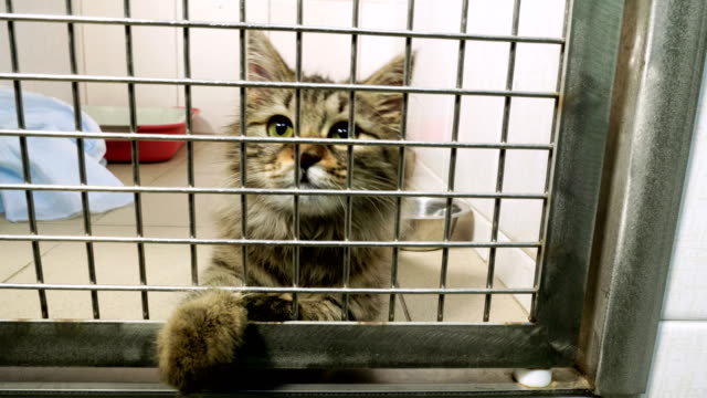 Pets. Close-up shot of cat playing in a cage of animal hospital. 4K