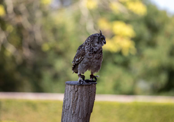 istock Beauty Eurasian Eagle Owl on blurred background 1196053456