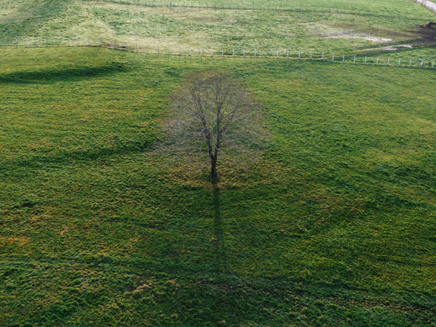 lone tree in a green meadow - winter farm vibrant color shadow imagens e fotografias de stock