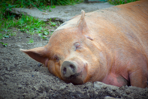 pig sleeping in dirt lazy pork farm animal big nose