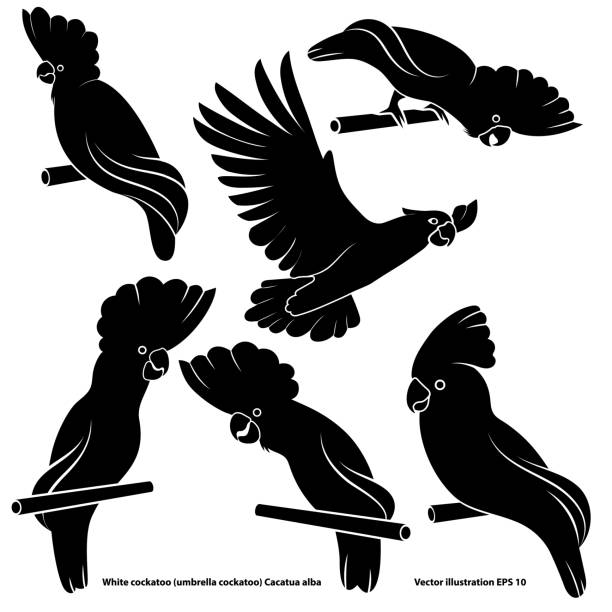 satz von abstrakten silhouetten von weißen kakadu, isoliert, für logo, auf weißem hintergrund - cockatoo stock-grafiken, -clipart, -cartoons und -symbole